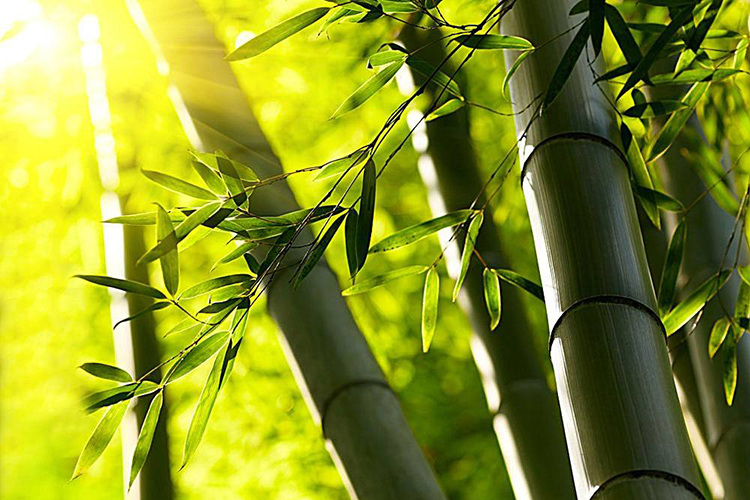 庭院种竹子的风水讲求 改善风水的首选-风雅颂国学-算算卦命理网