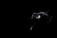 黑猫在风水<font color=