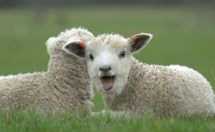 属羊1979年12月出生的人适合和什么生肖结婚？