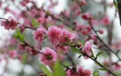 8月份自身桃花变旺的生肖人（运势）