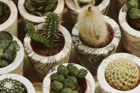 风水植物什么最好