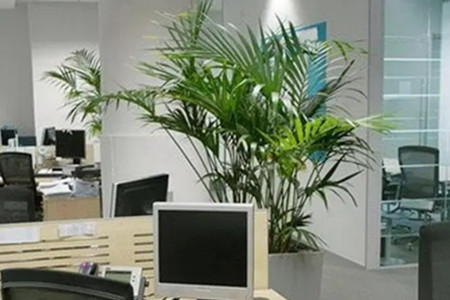 老板办公室最旺风水植物