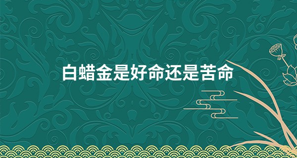 白蜡金是好命还是苦命